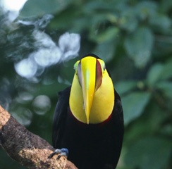 Toucan